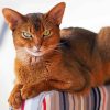 Abyssinian Cat Animal Paint By Number