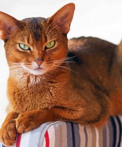 Abyssinian Cat Animal Paint By Number