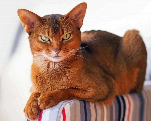 Abyssinian Cat Animal Paint By Number