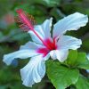 Beautiful White Hibiscus Flower Paint By Number