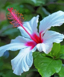 Beautiful White Hibiscus Flower Paint By Number