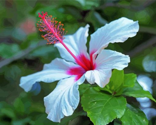 Beautiful White Hibiscus Flower Paint By Number