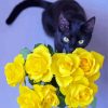 Beautiful Black Cats And Flowers Paint By Number