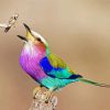 Colorful Roller Bird Paint By Number