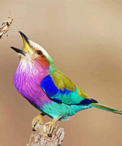 Colorful Roller Bird Paint By Number