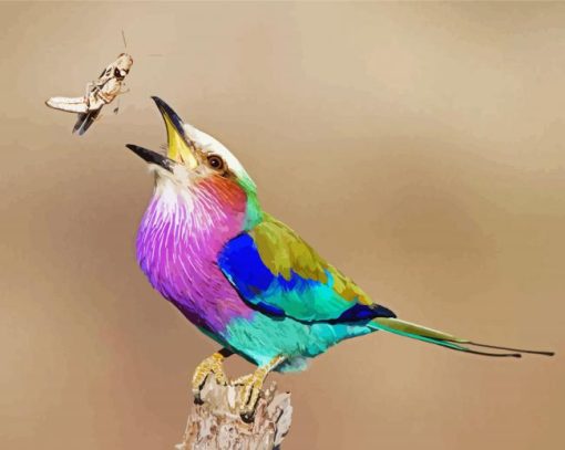 Colorful Roller Bird Paint By Number