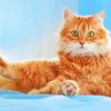 Cute Siberian Cat Paint By Number