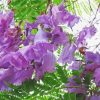 Jacaranda Blossoms Paint By Number