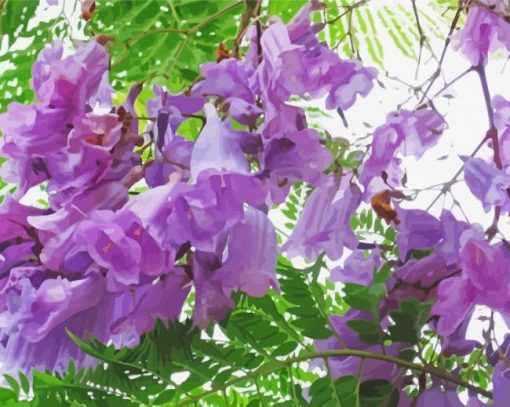 Jacaranda Blossoms Paint By Number