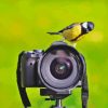 Bird On Camera Paint By Numbers