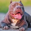 Cool American Bully Paint By Numbers