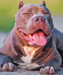 Cool American Bully Paint By Numbers