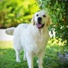 Cream Retriever Dog Paint By Numbers