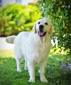 Cream Retriever Dog Paint By Numbers