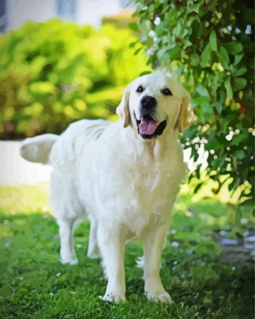 Cream Retriever Dog Paint By Numbers