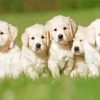 English Cream Retriever Puppies Paint By Numbers