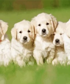 English Cream Retriever Puppies Paint By Numbers