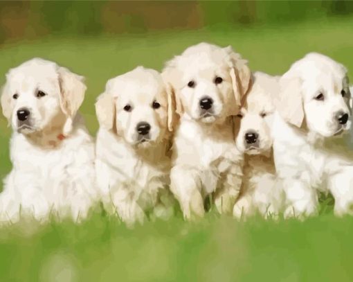 English Cream Retriever Puppies Paint By Numbers