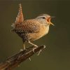 English Wren On Tree Paint By Numbers