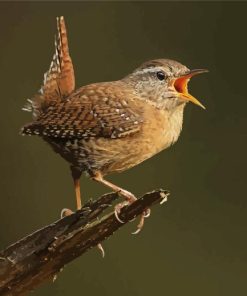 English Wren On Tree Paint By Numbers