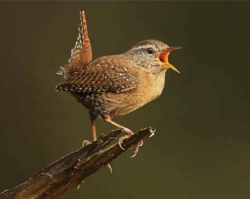 English Wren On Tree Paint By Numbers