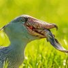 Shoebill Stork Eating Fish Paint By Numbers