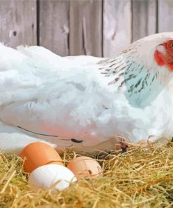 White Chicken With Eggs Paint By Numbers