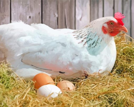 White Chicken With Eggs Paint By Numbers