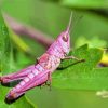 Pink Grasshopper Paint By Numbers