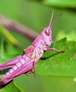 Pink Grasshopper Paint By Numbers