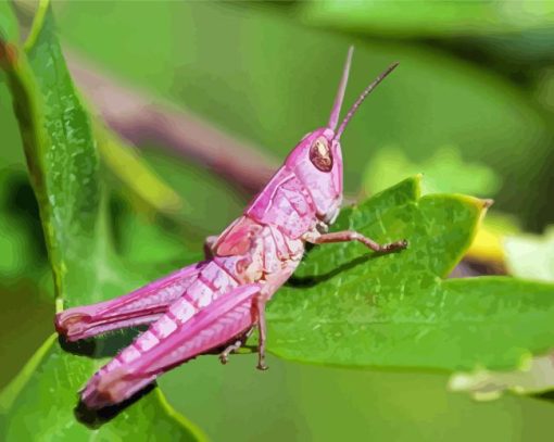 Pink Grasshopper Paint By Numbers