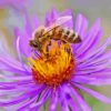 Purple Flower With Bee Paint By Numbers